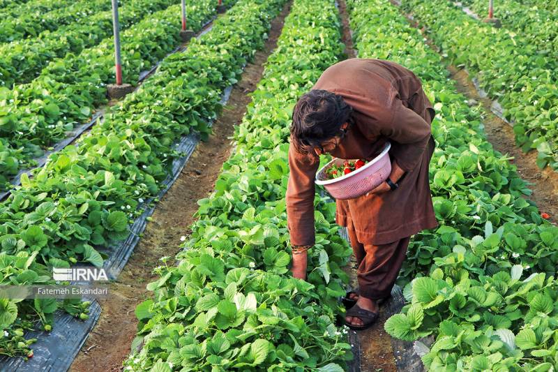 ۷۰ طرح گلخانه‌ای در جیرفت به بهره‌برداری رسید